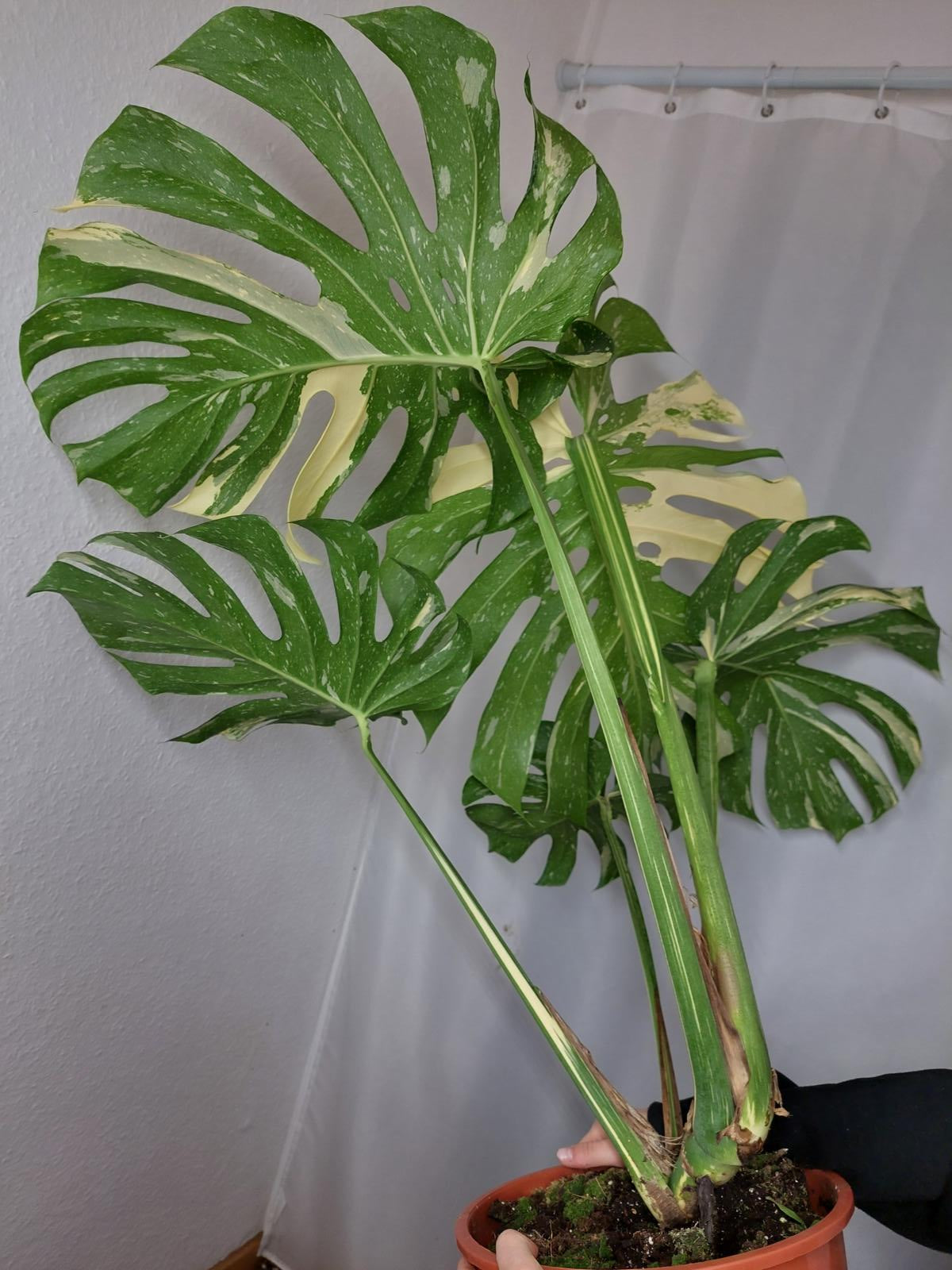 Monstera Thai Constellation XXL