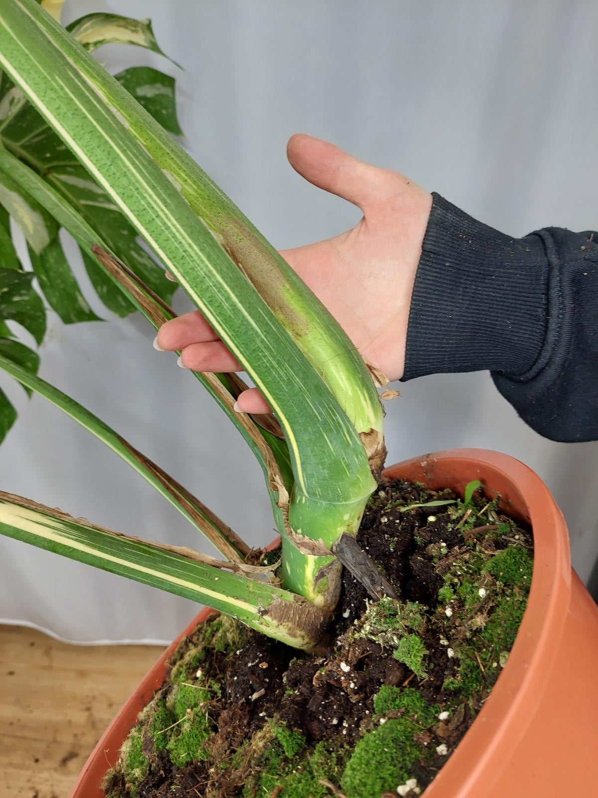 Monstera Thai Constellation XXL