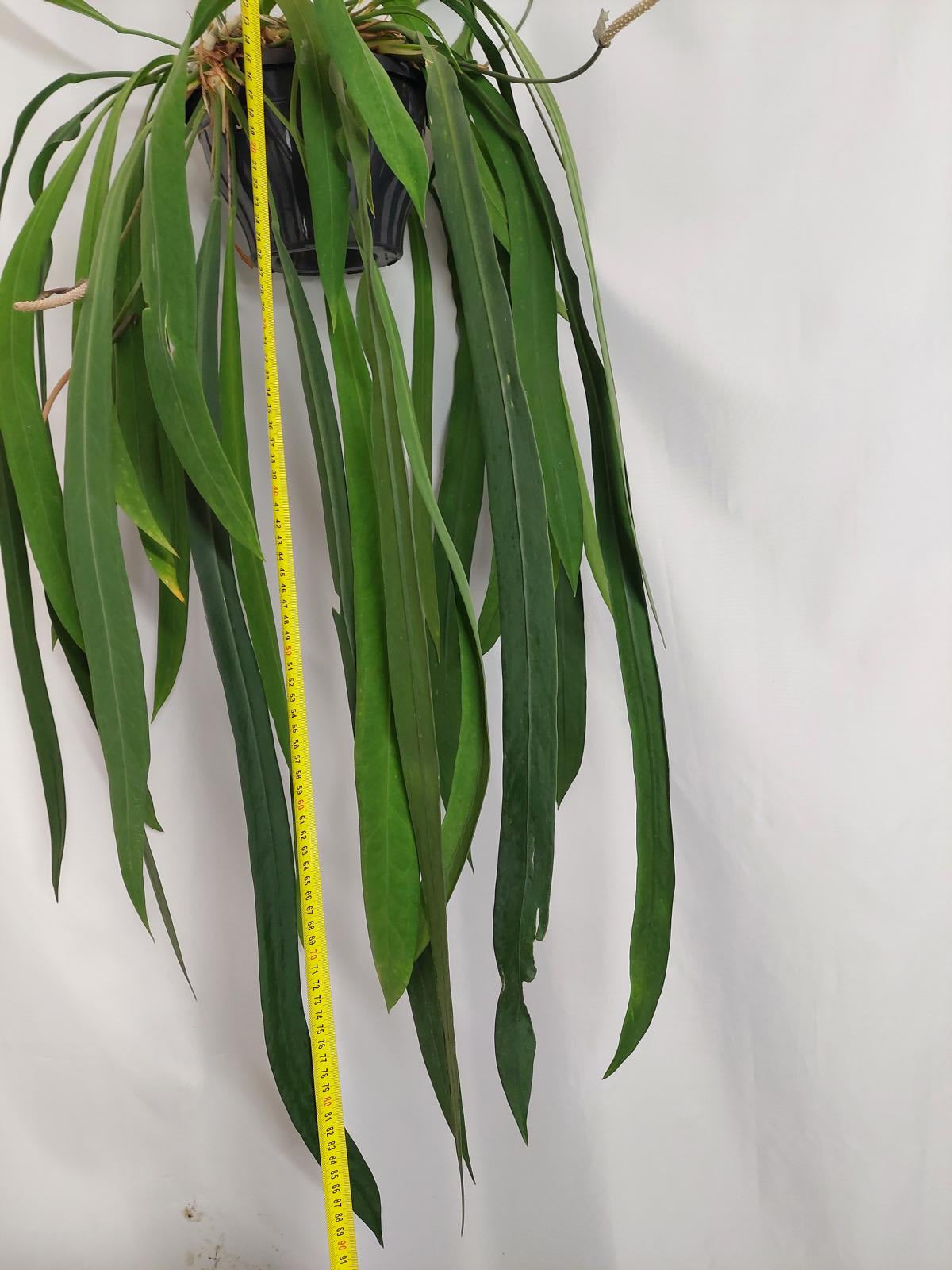 Anthurium Vittarifolium Groß