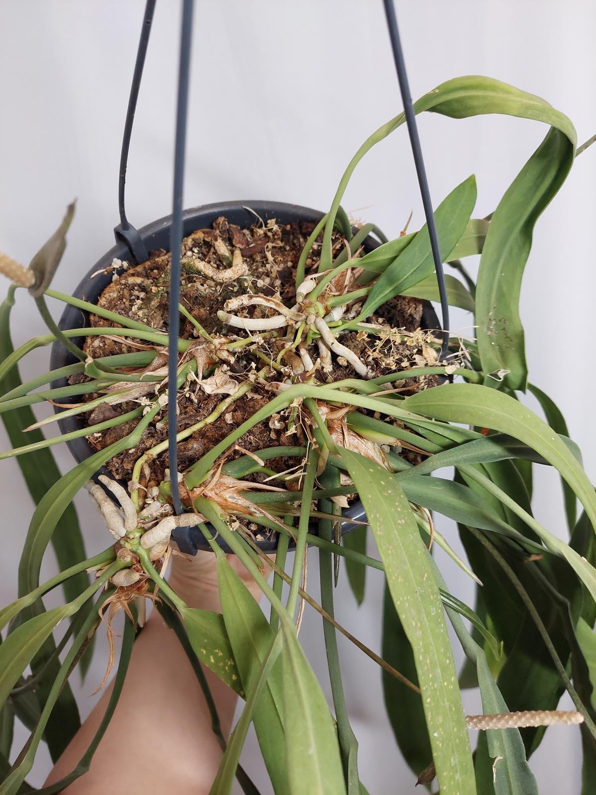 Anthurium Vittarifolium Groß