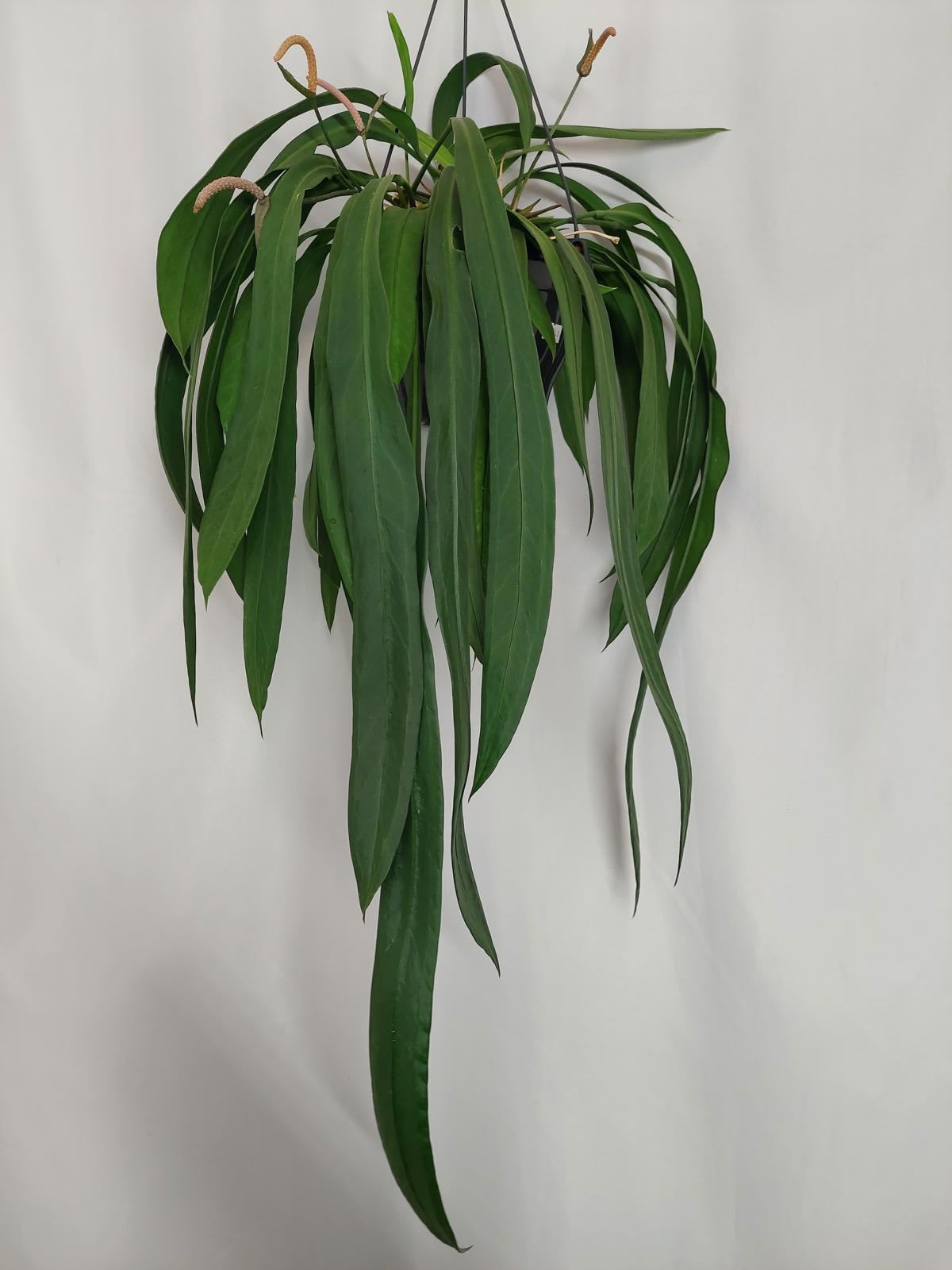 Anthurium Vittarifolium Groß