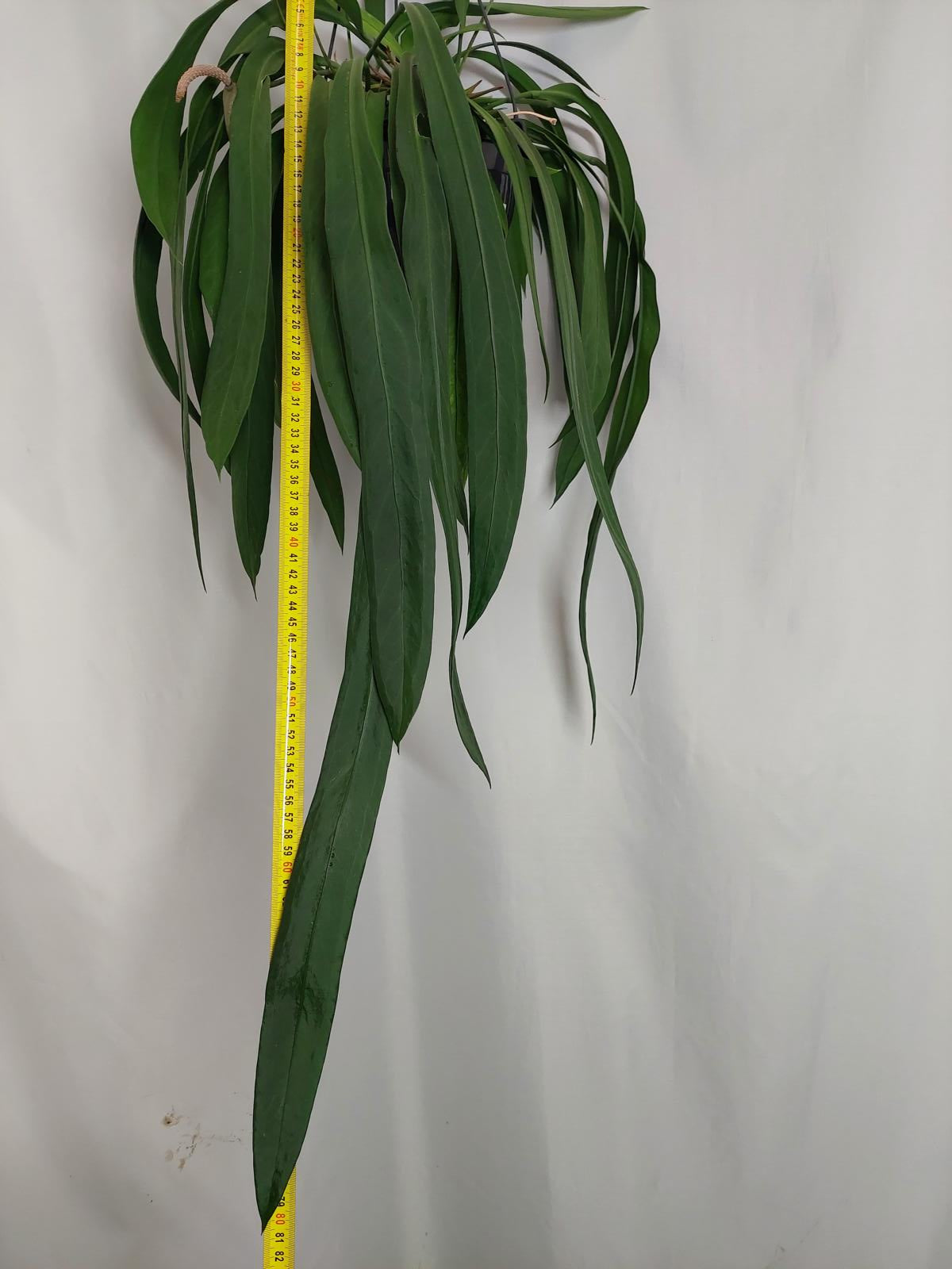 Anthurium Vittarifolium Groß