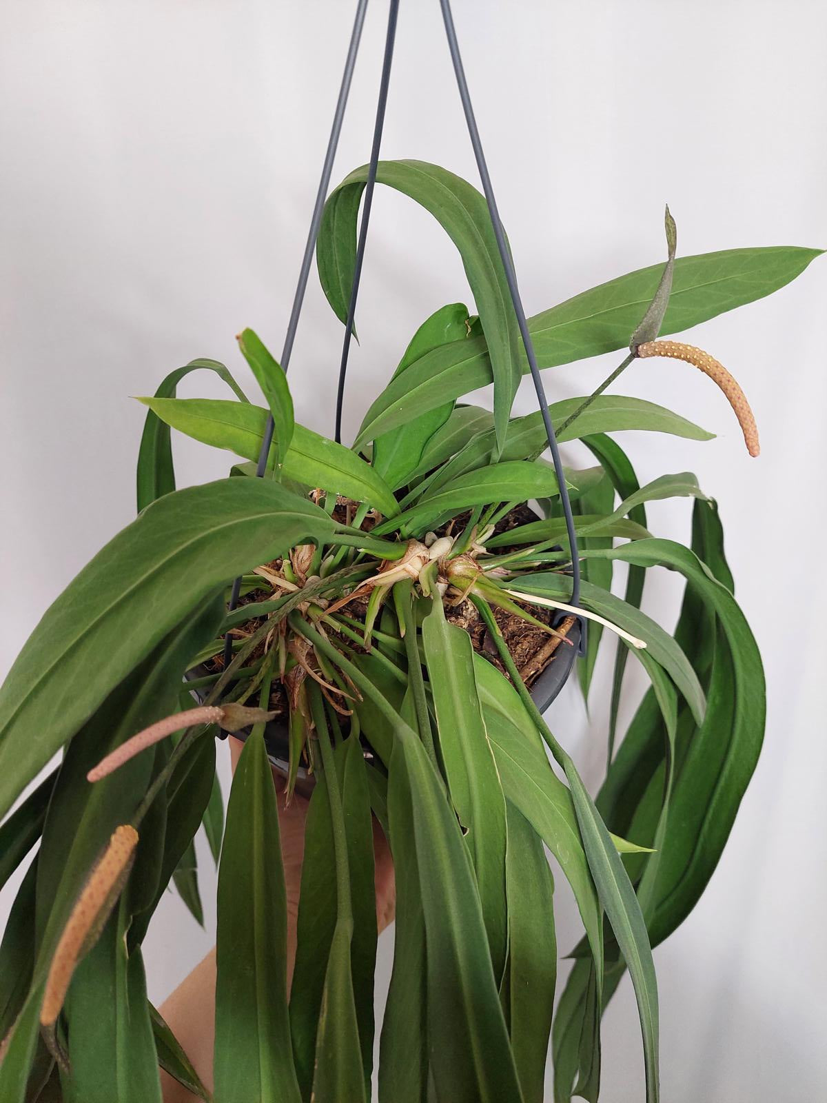 Anthurium Vittarifolium Groß