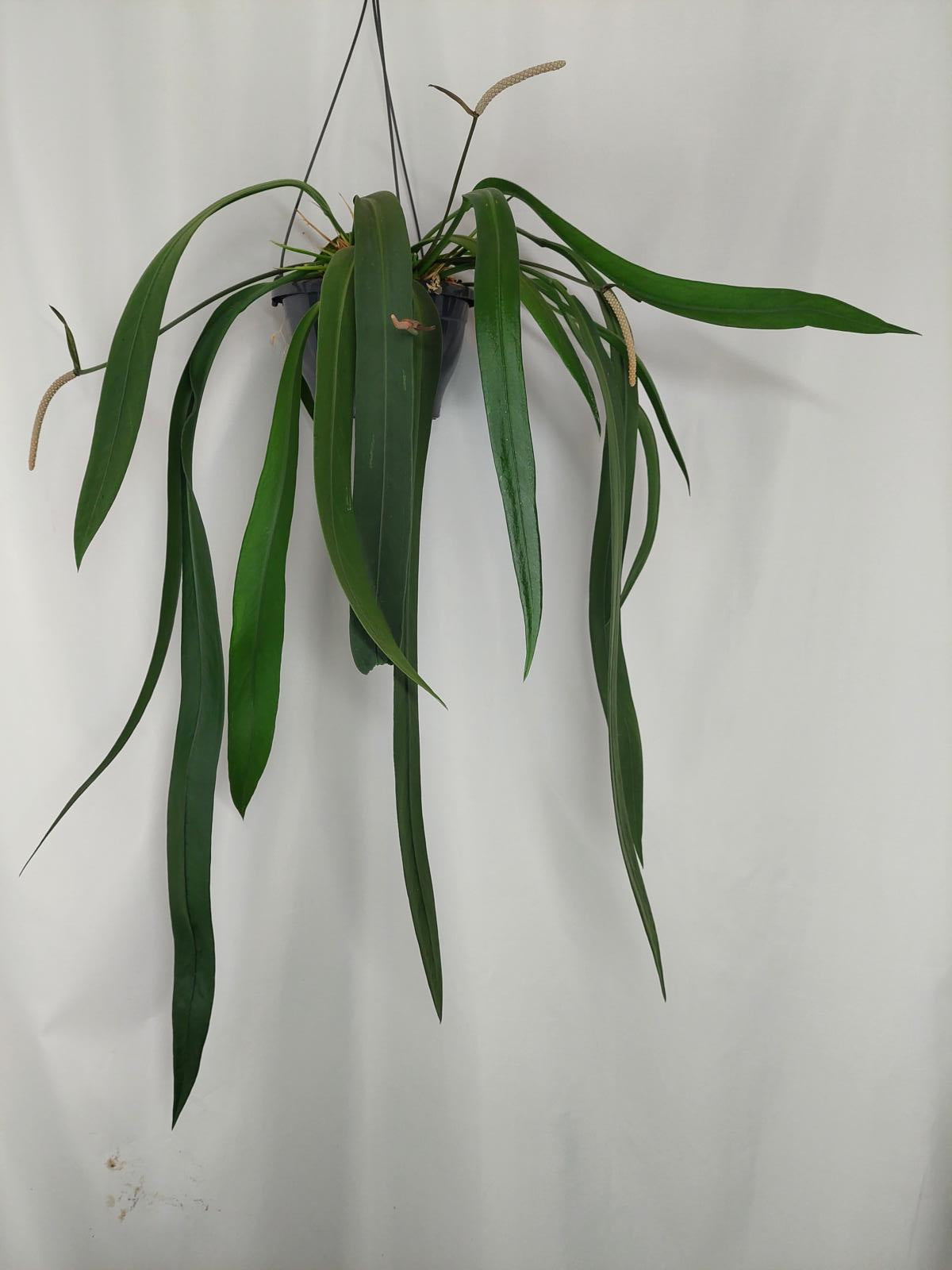 Anthurium Vittarifolium Groß
