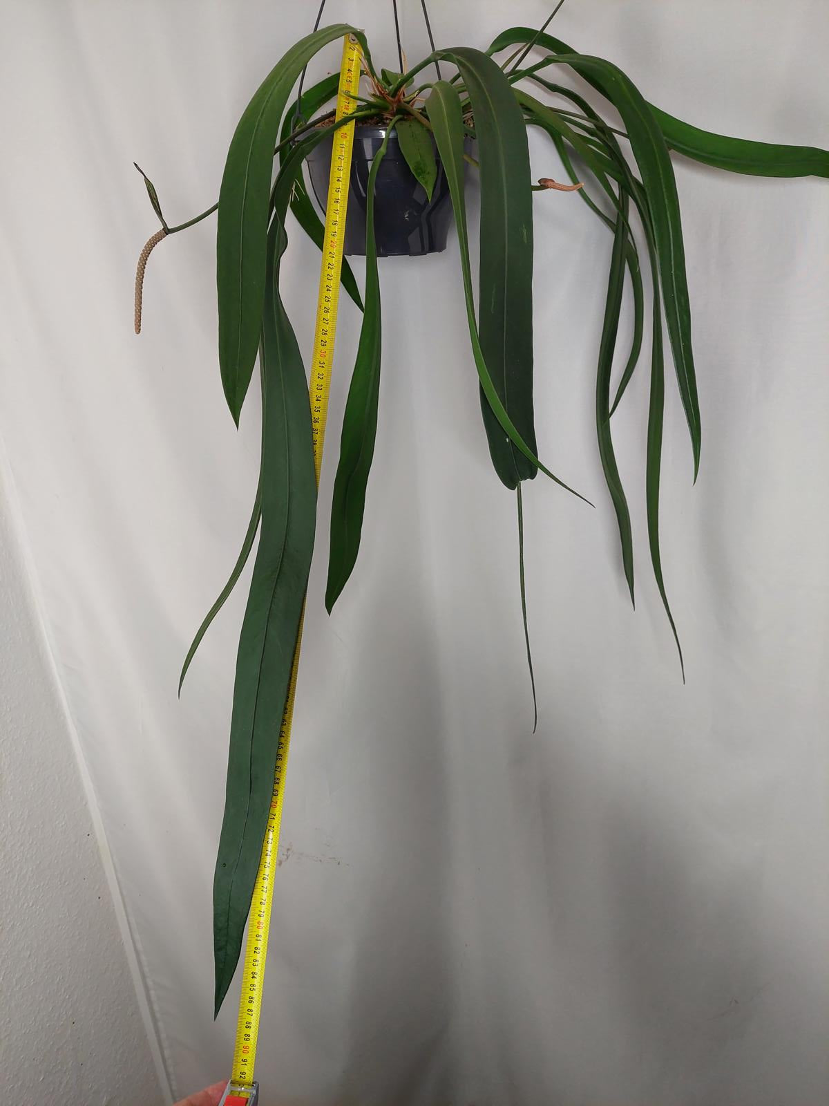 Anthurium Vittarifolium Groß