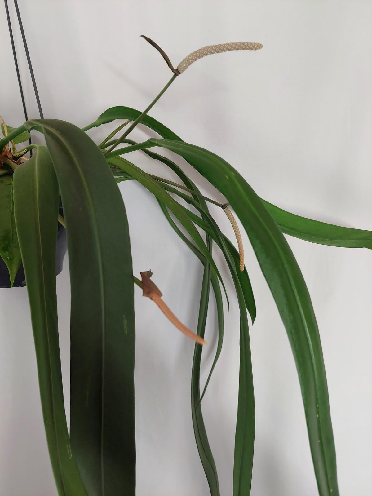 Anthurium Vittarifolium Groß