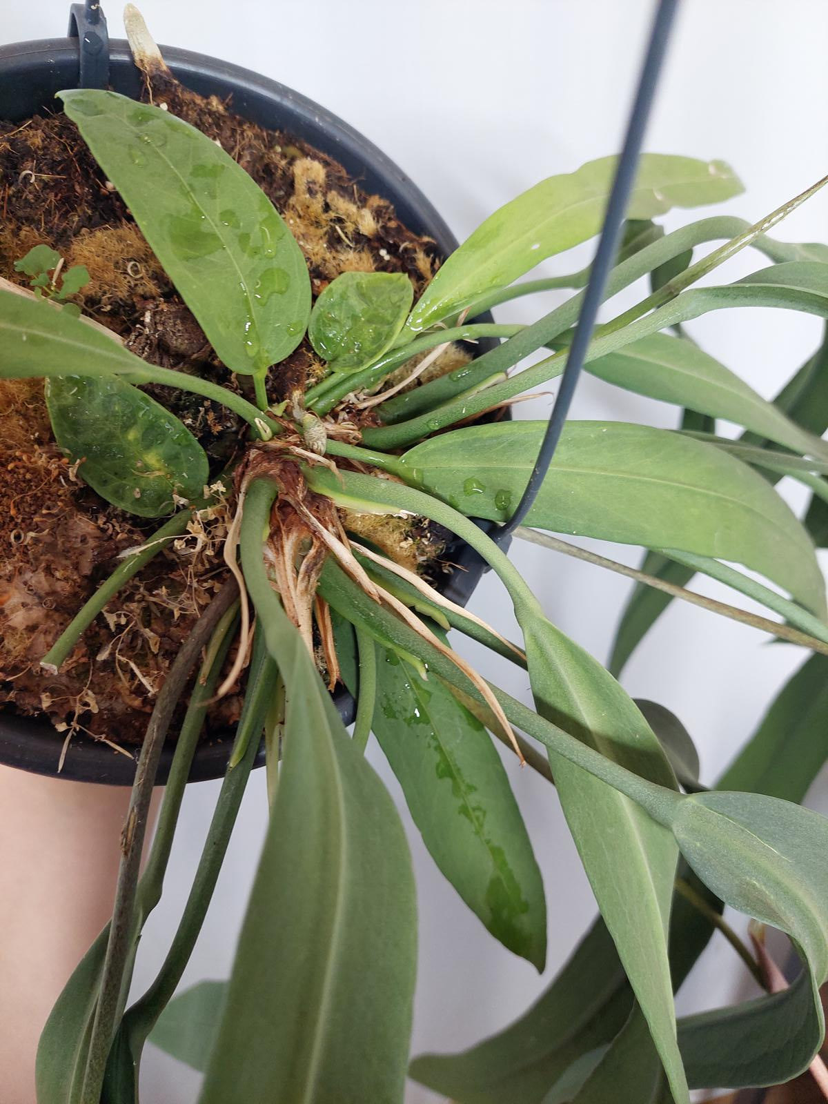 Anthurium Vittarifolium Groß