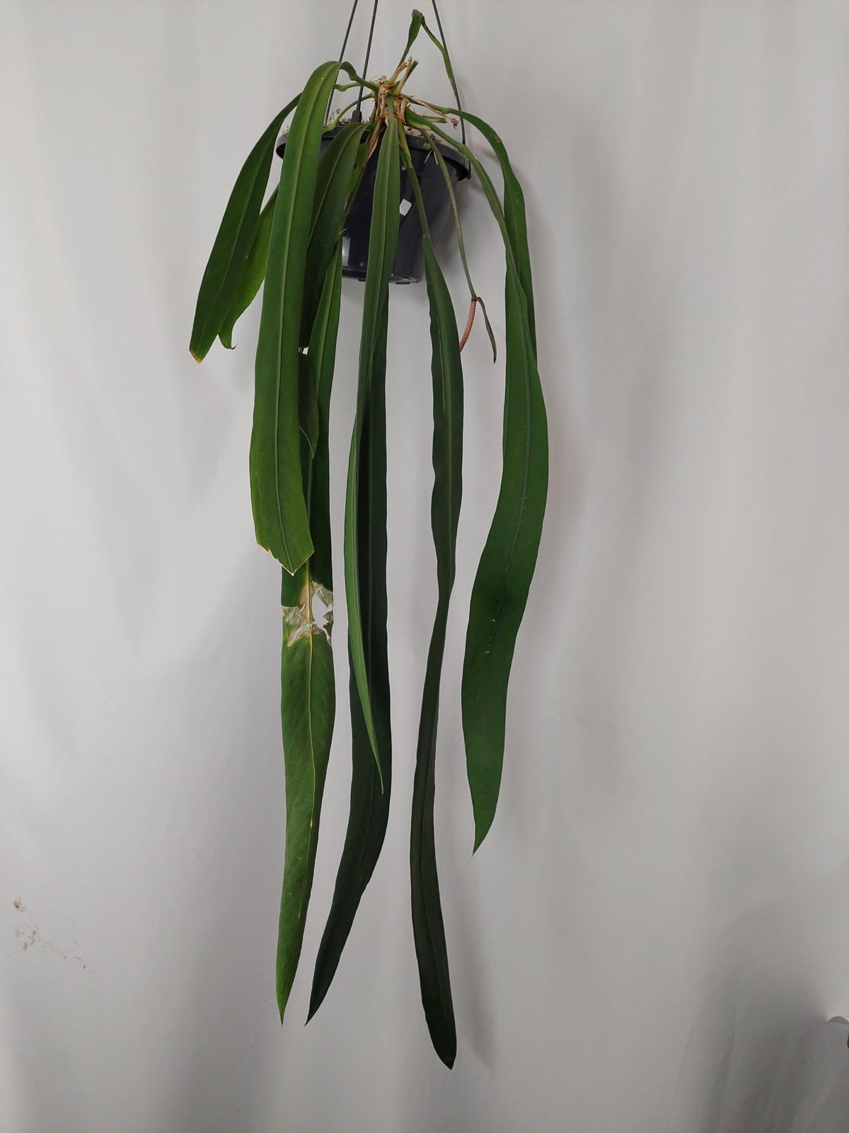 Anthurium Vittarifolium Groß