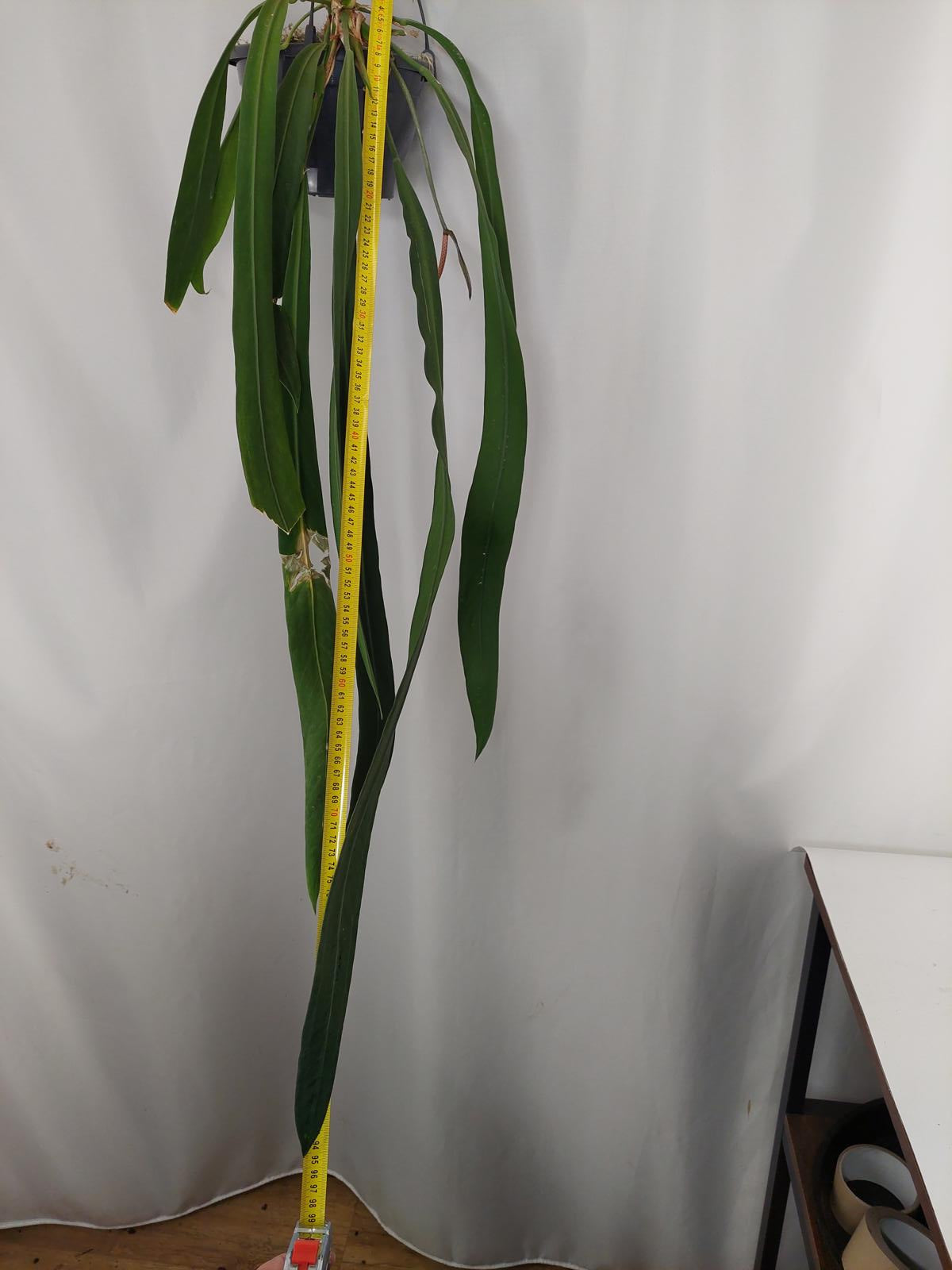 Anthurium Vittarifolium Groß