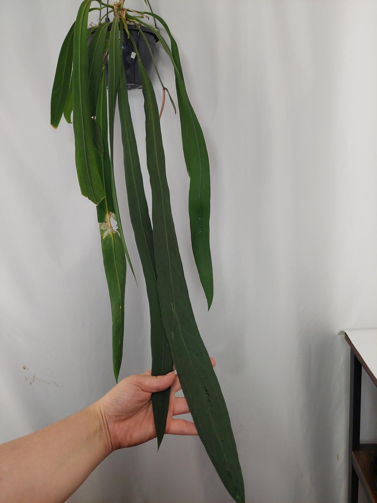 Anthurium Vittarifolium Groß