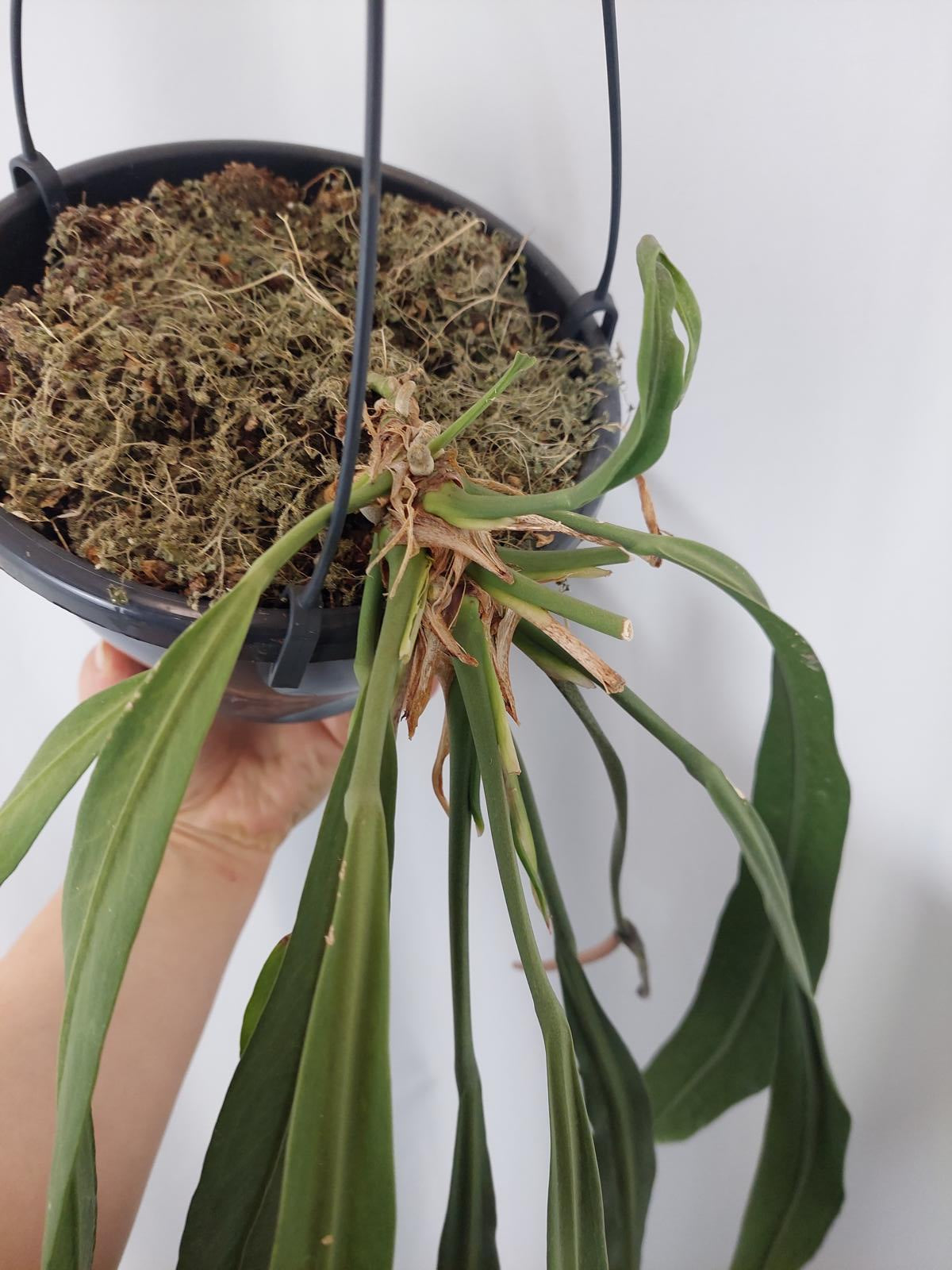 Anthurium Vittarifolium Groß