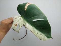 Monstera Jungle Mint Stecklinge