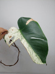 Monstera Jungle Mint Stecklinge
