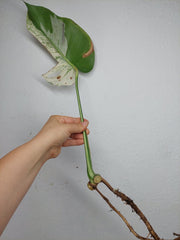 Monstera Jungle Mint Stecklinge