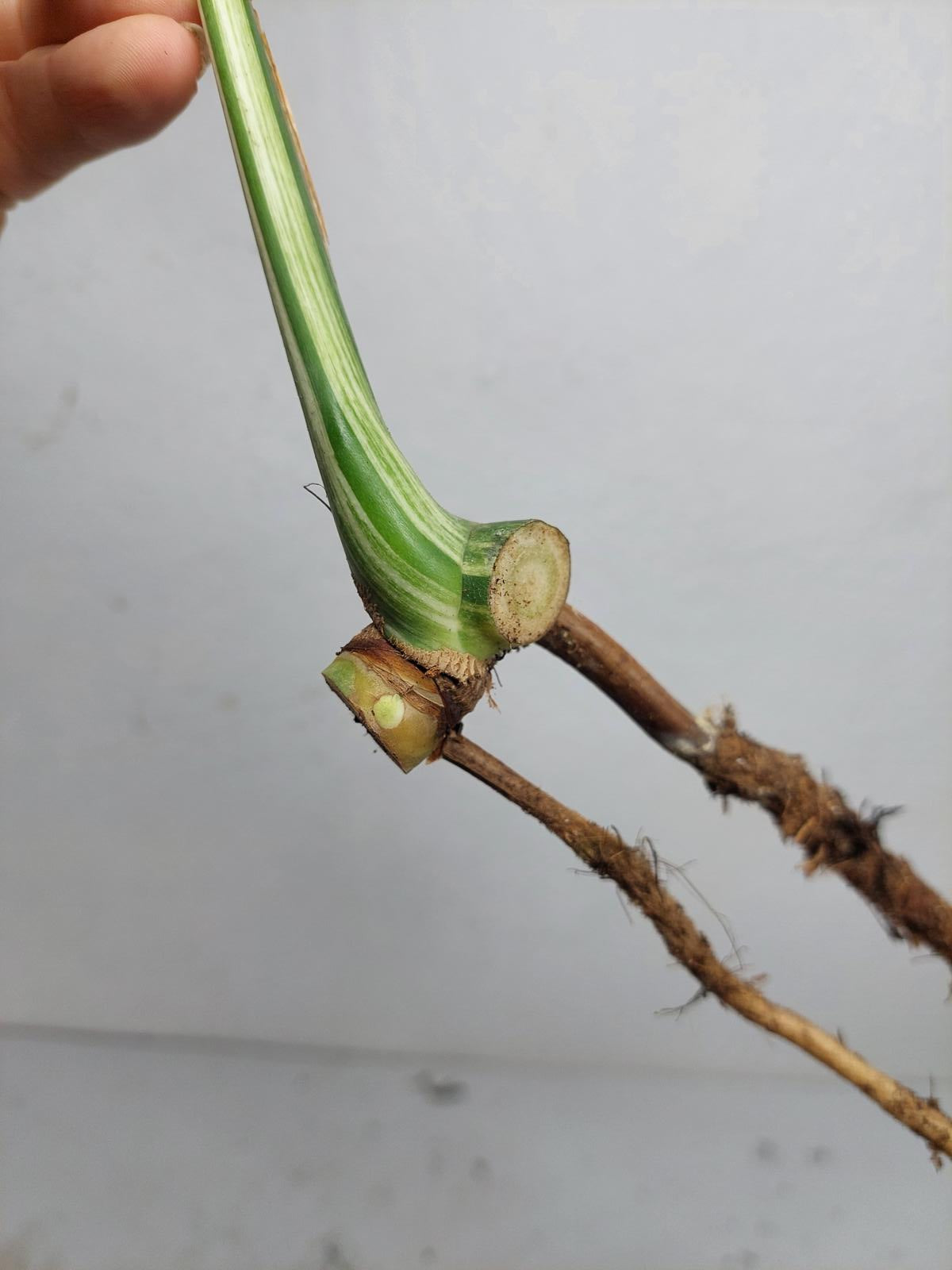 Monstera Jungle Mint Stecklinge