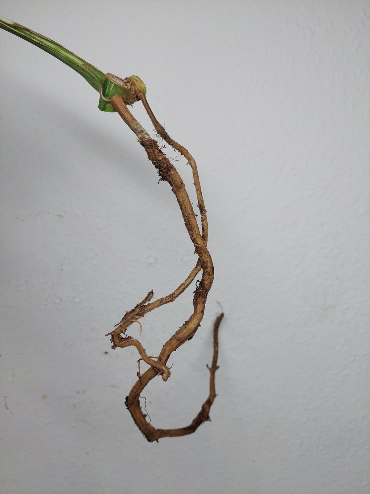 Monstera Jungle Mint Stecklinge