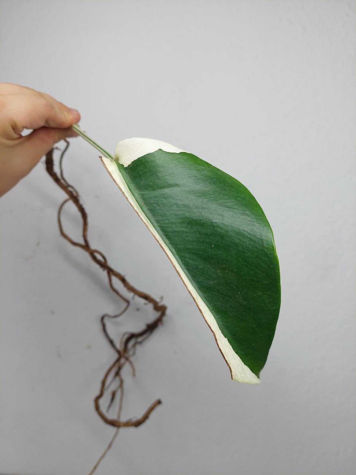 Monstera Jungle Mint Stecklinge