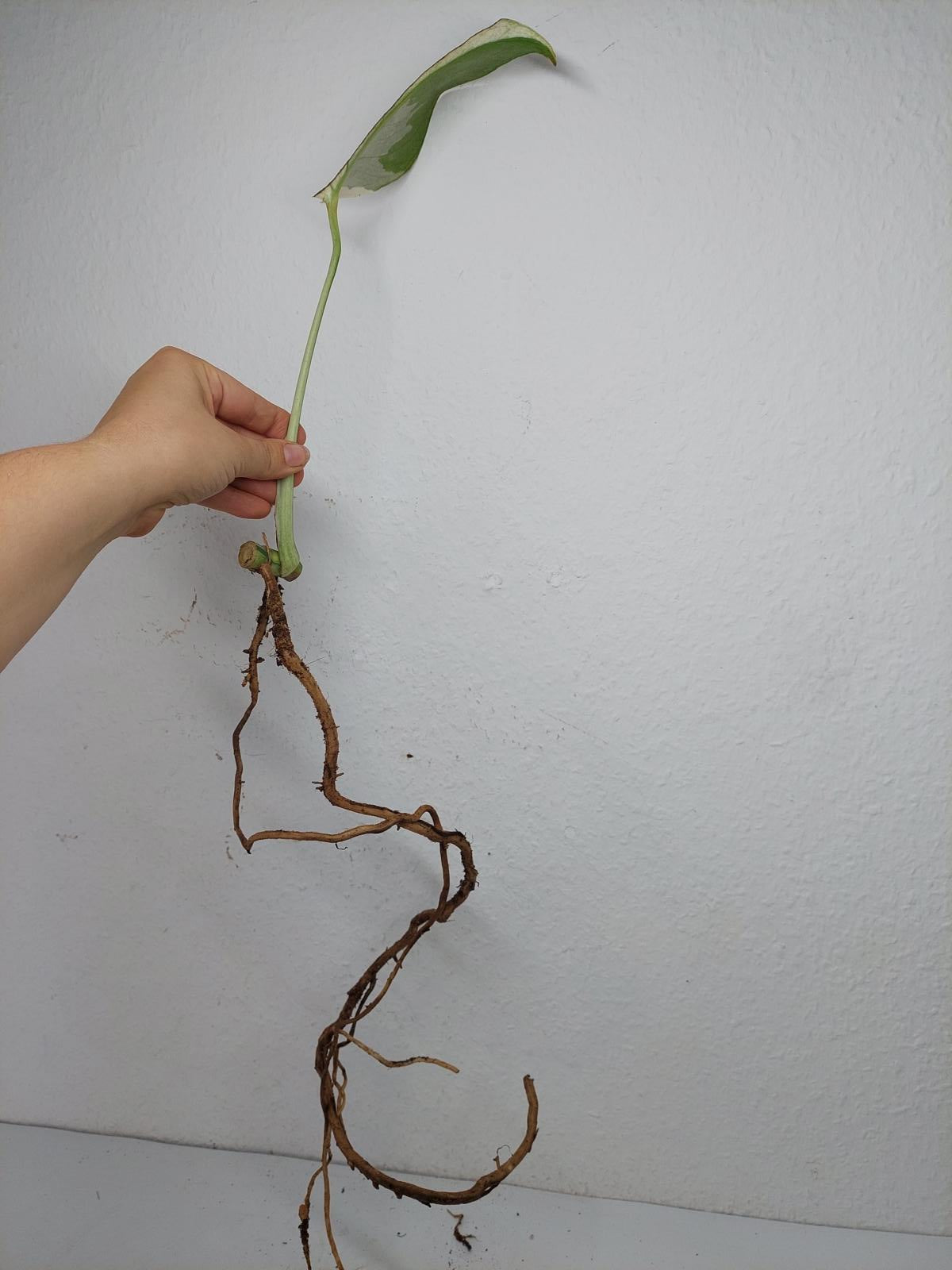 Monstera Jungle Mint Stecklinge