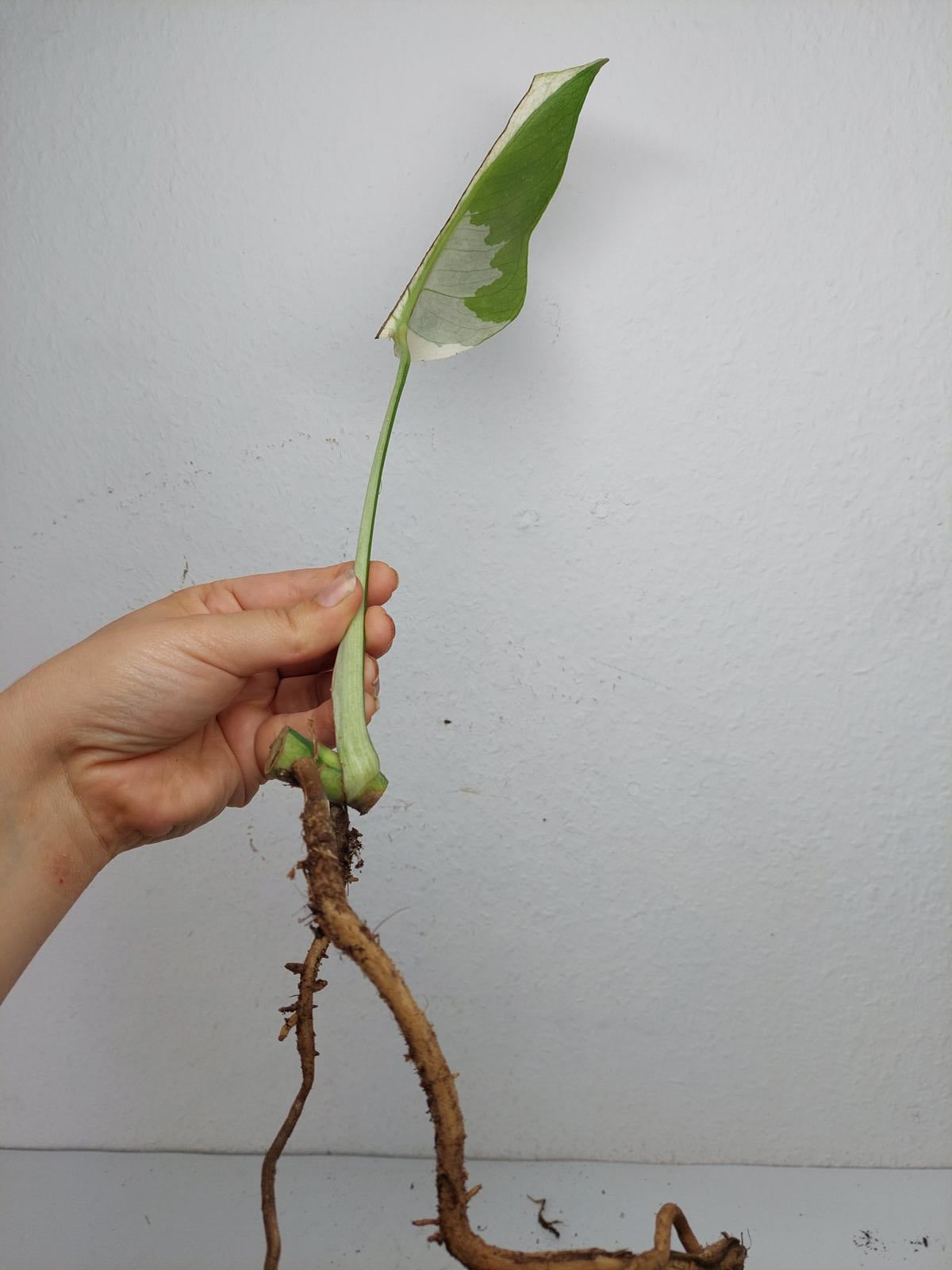 Monstera Jungle Mint Stecklinge