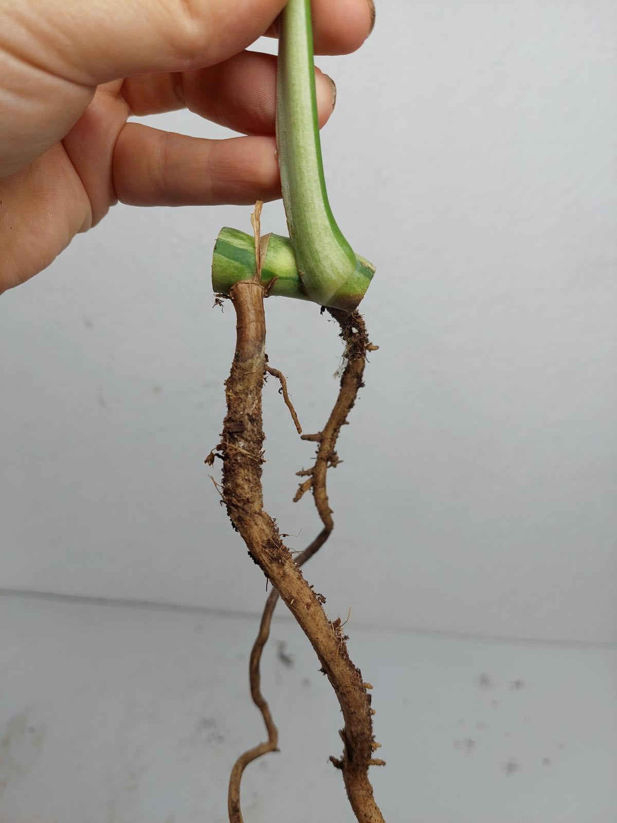 Monstera Jungle Mint Stecklinge
