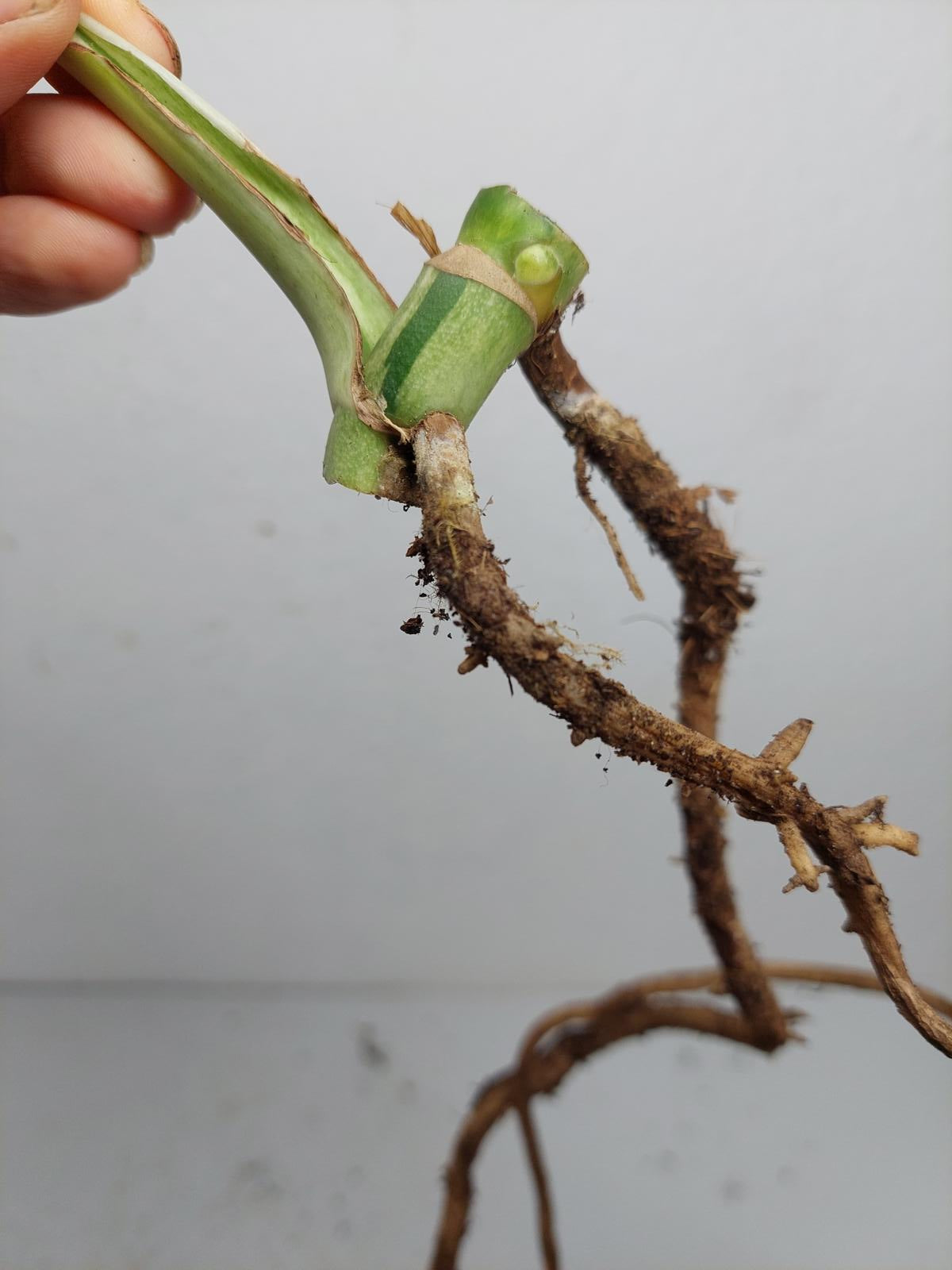 Monstera Jungle Mint Stecklinge