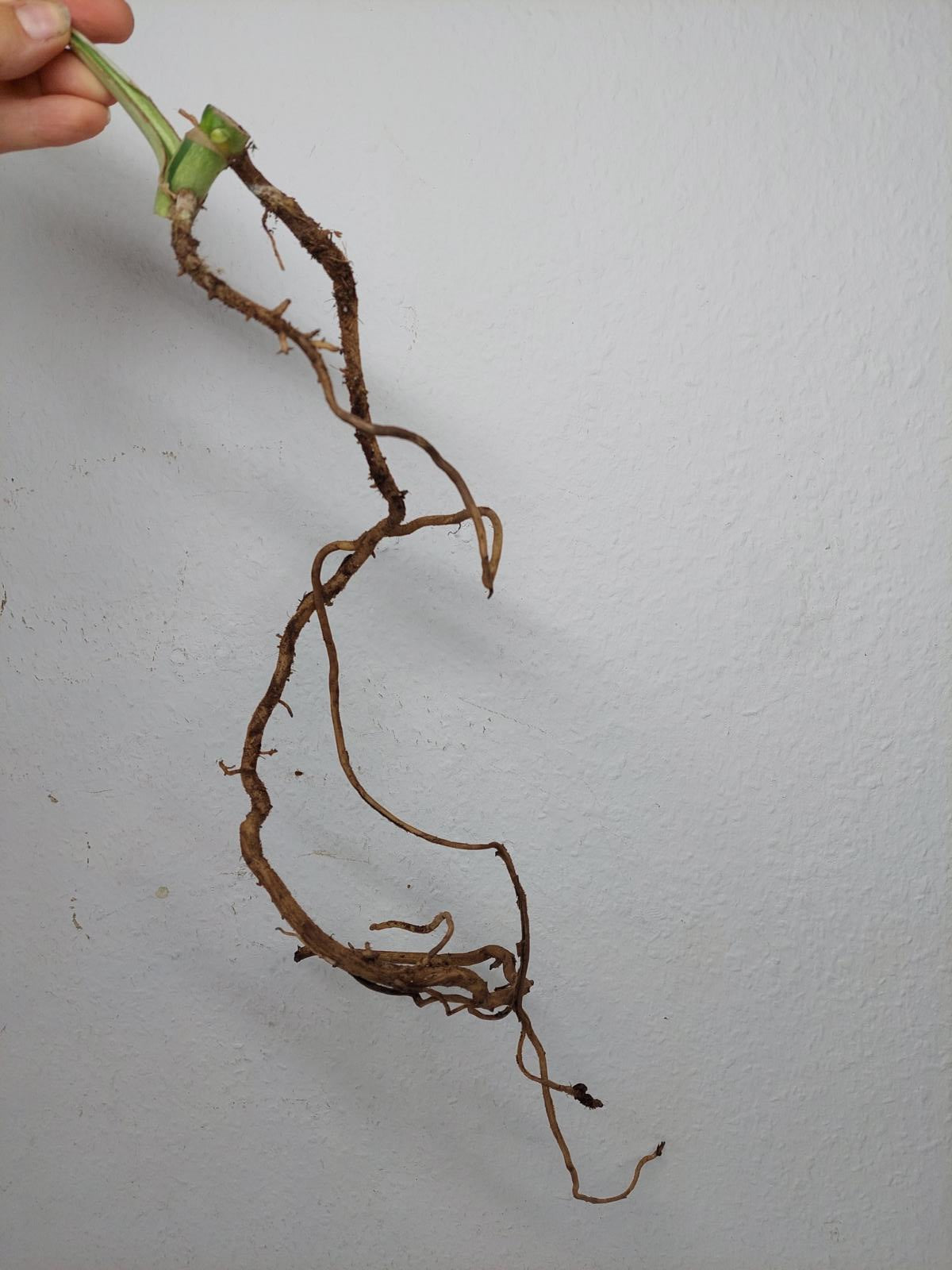 Monstera Jungle Mint Stecklinge