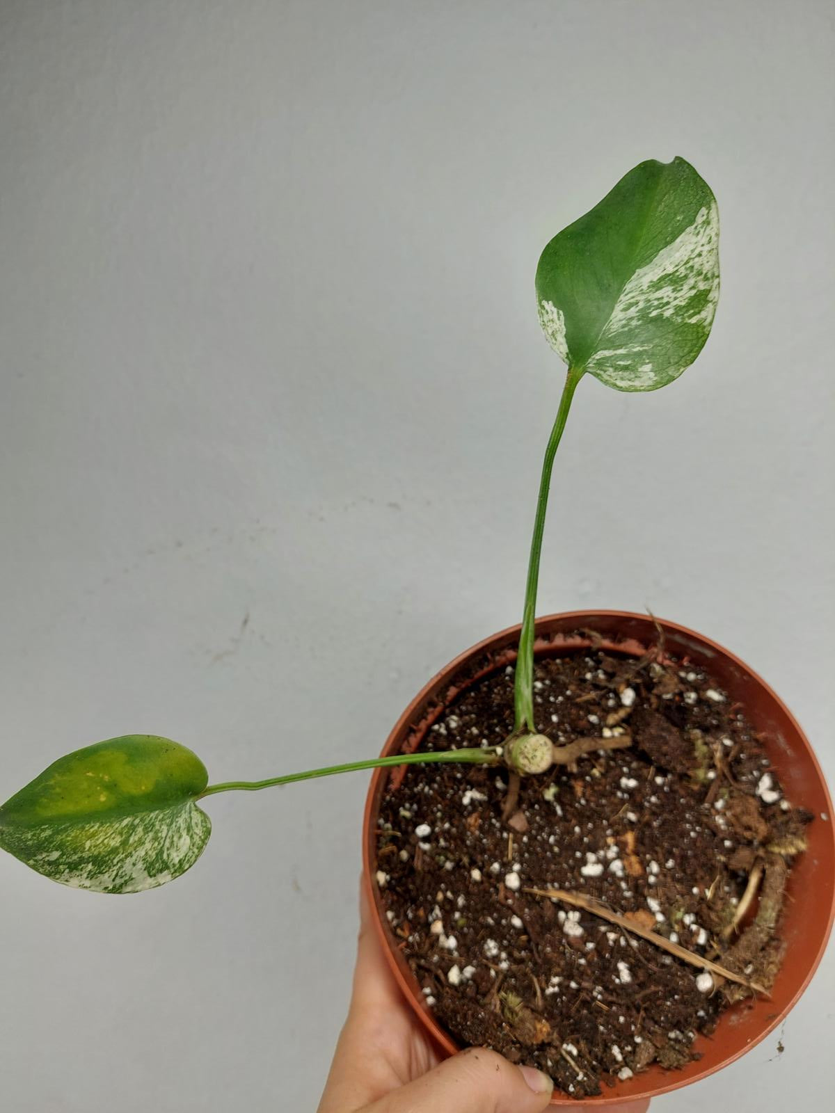 Monstera Jungle Mint Stecklinge