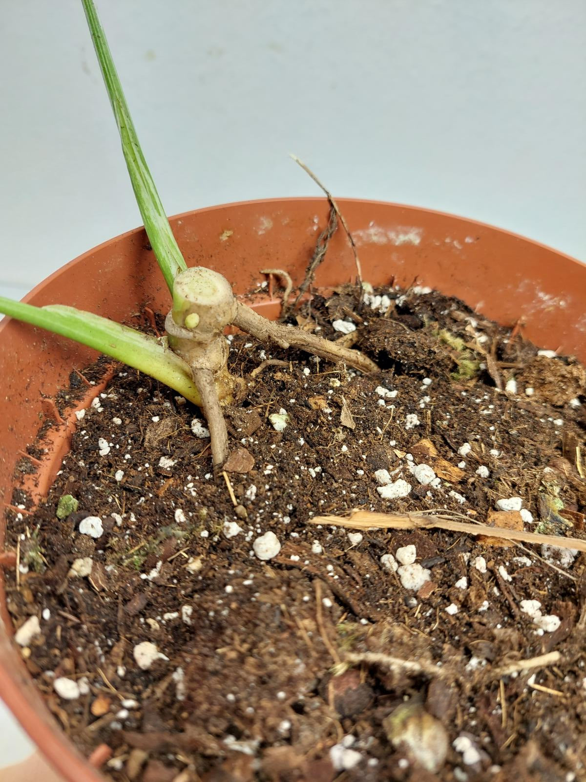 Monstera Jungle Mint Stecklinge