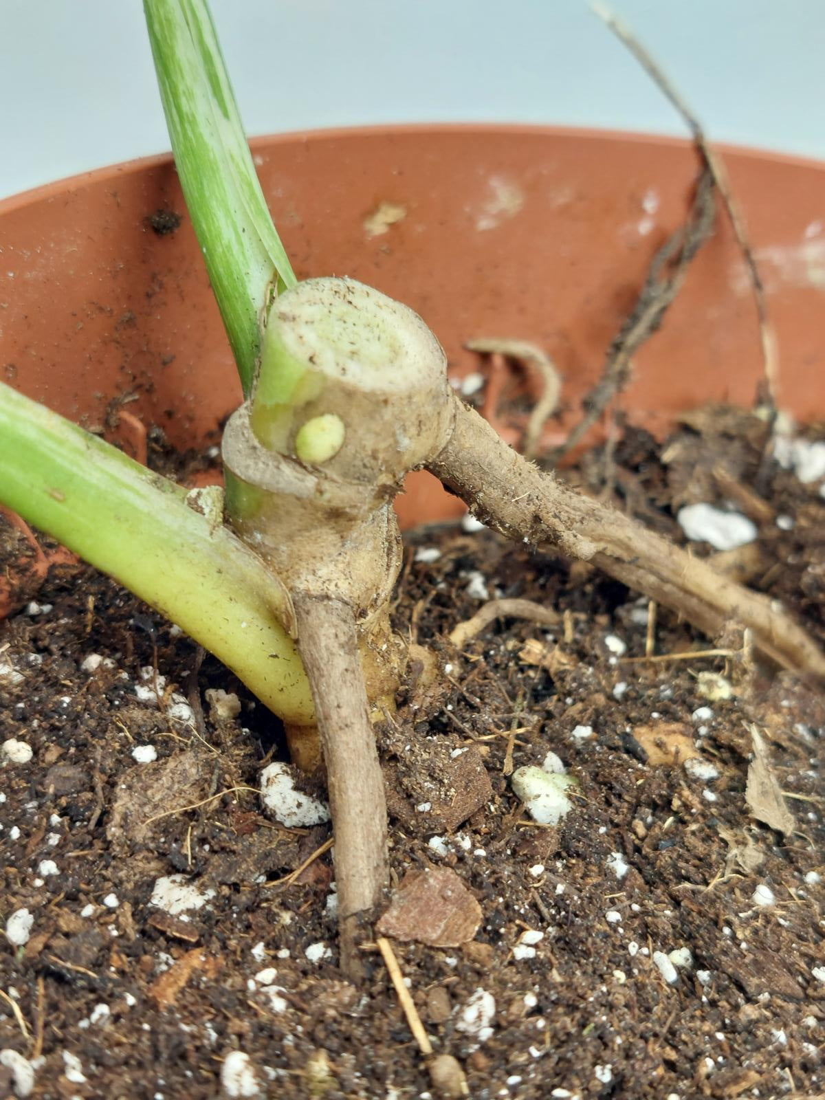 Monstera Jungle Mint Stecklinge