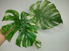Monstera Mint Steckling Adult