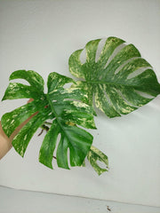 Monstera Mint Steckling Adult