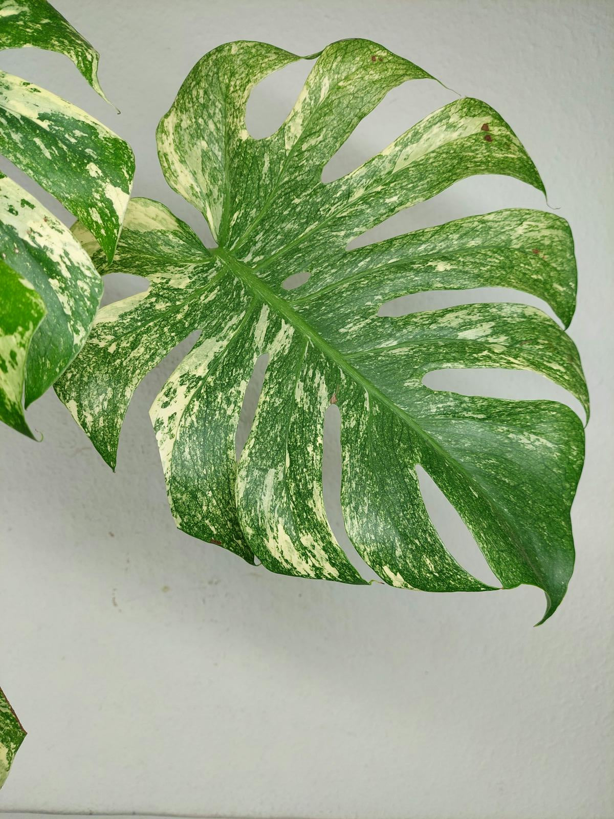 Monstera Mint Steckling Adult