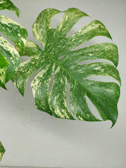 Monstera Mint Steckling Adult
