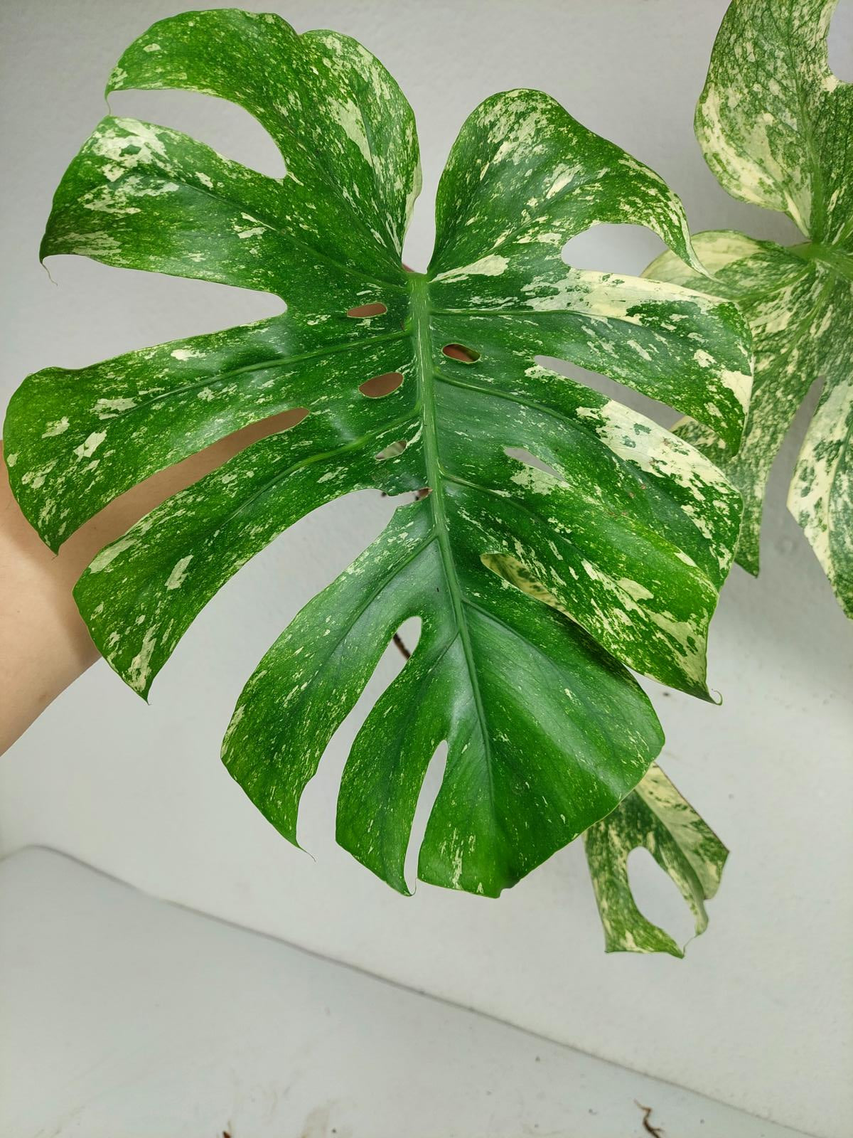 Monstera Mint Steckling Adult