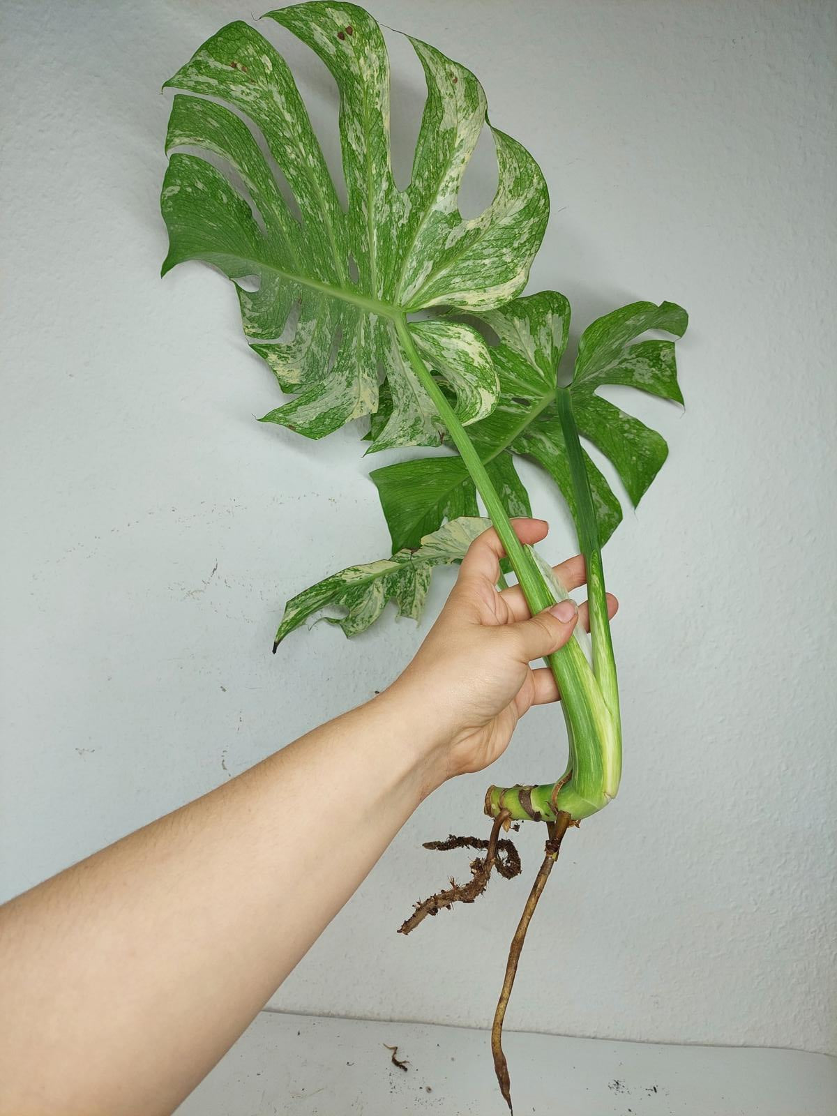 Monstera Mint Steckling Adult