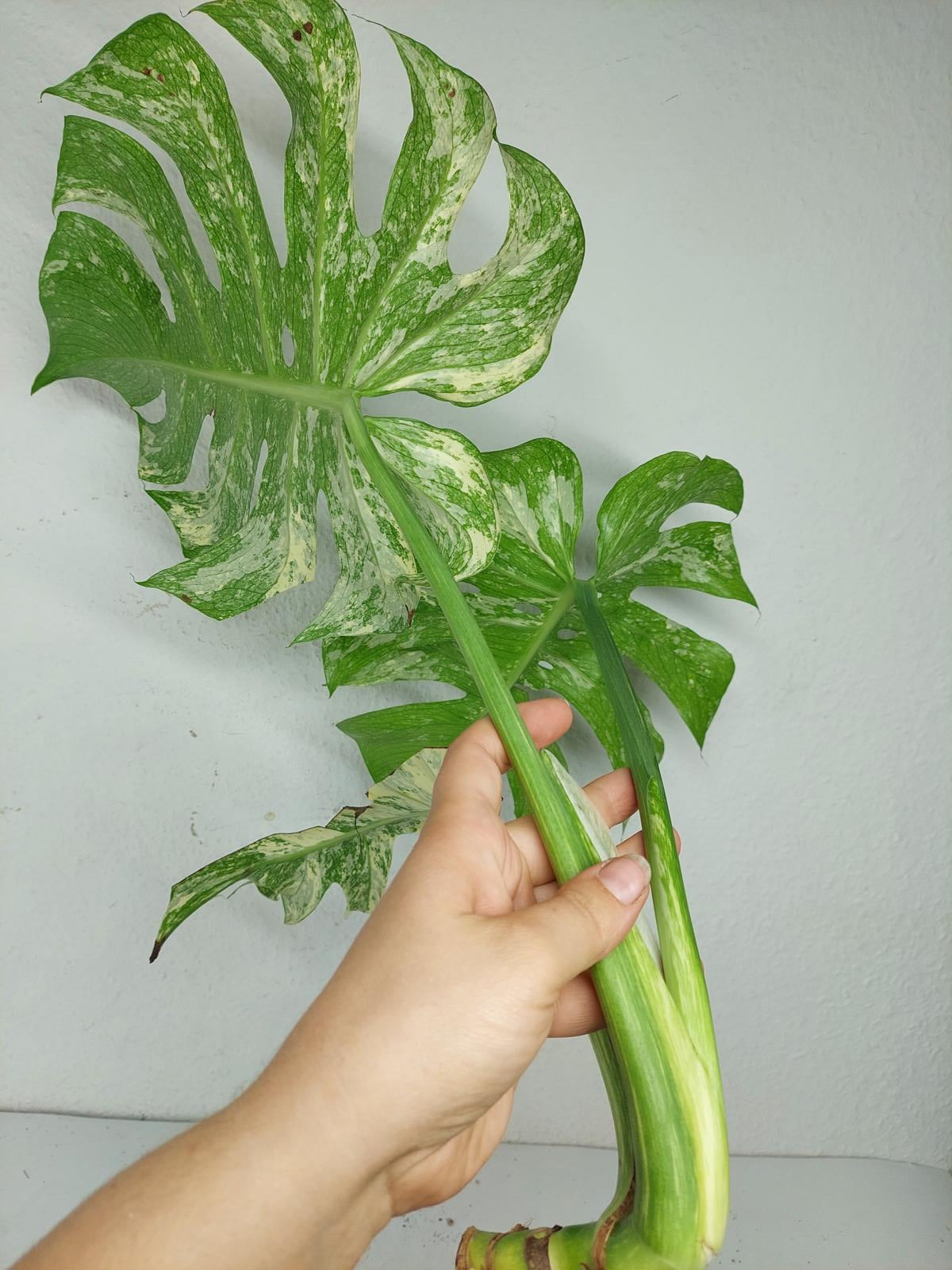 Monstera Mint Steckling Adult