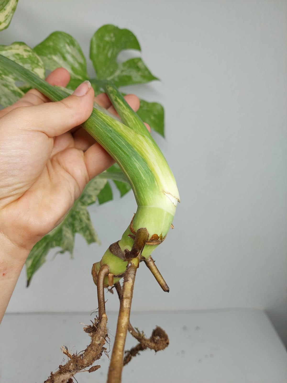 Monstera Mint Steckling Adult