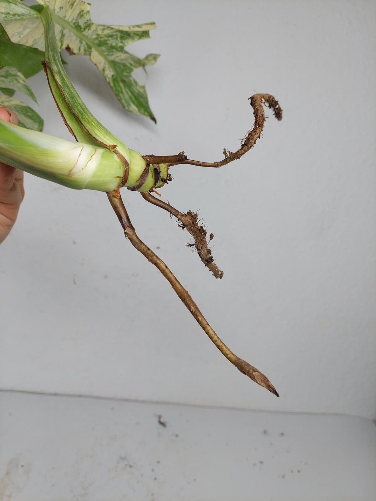 Monstera Mint Steckling Adult