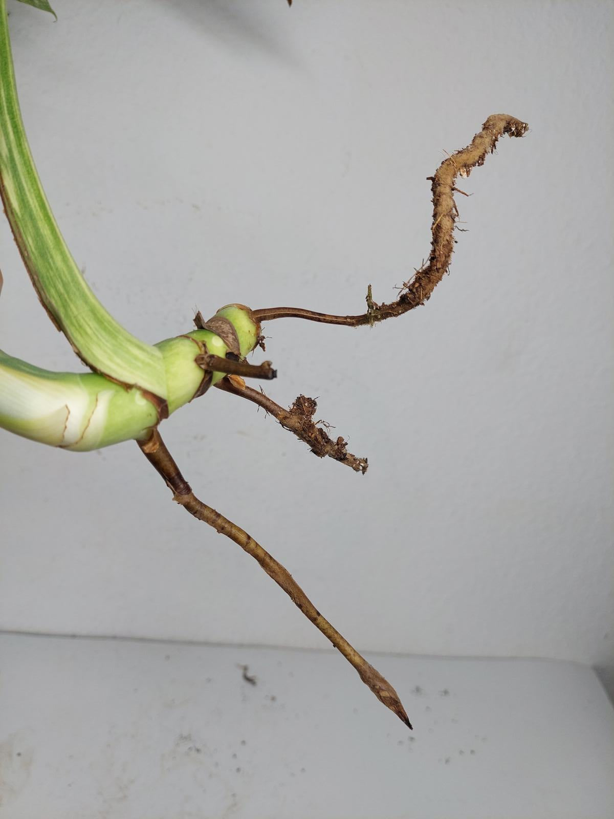 Monstera Mint Steckling Adult