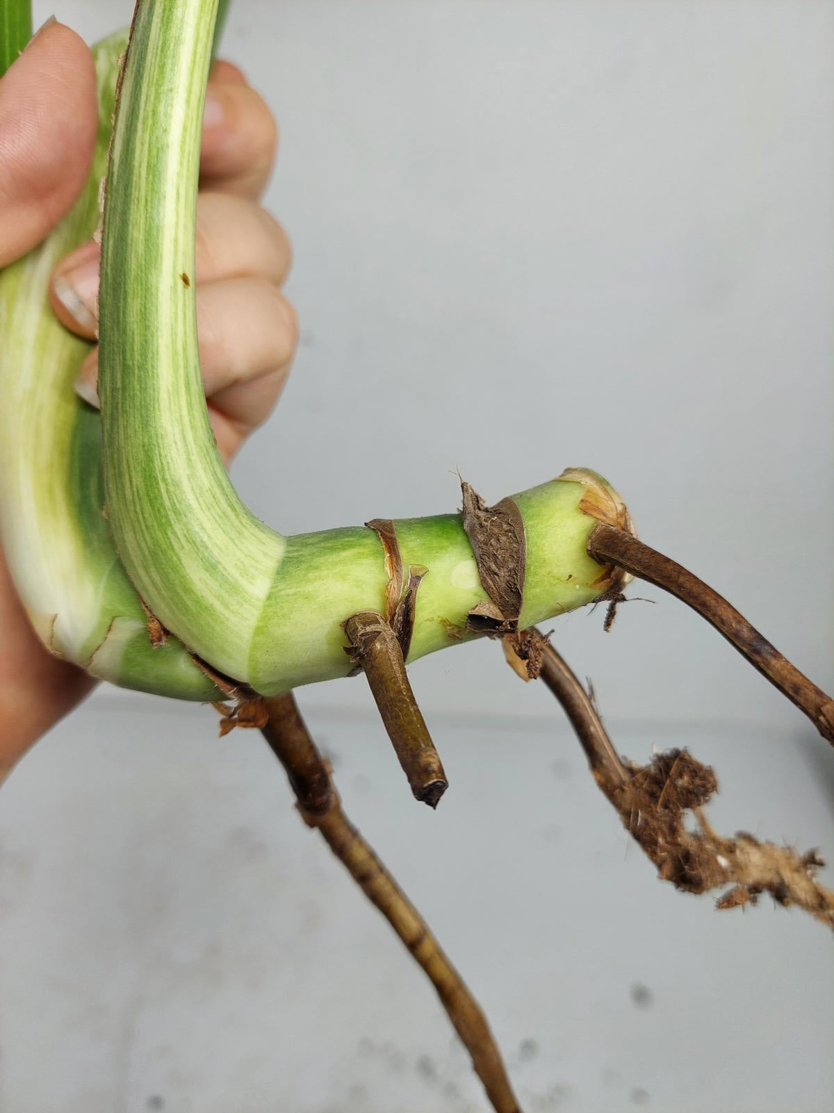 Monstera Mint Steckling Adult