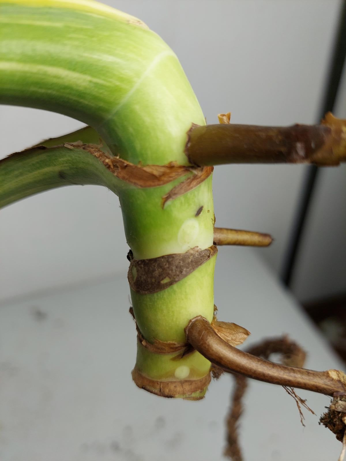 Monstera Mint Steckling Adult