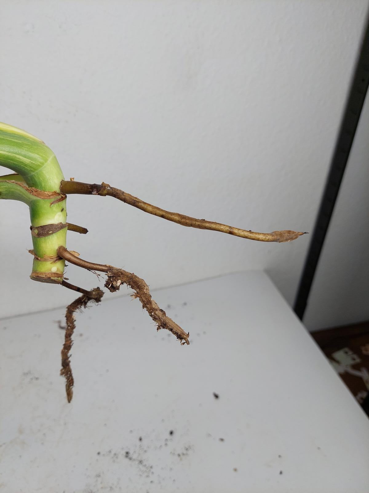 Monstera Mint Steckling Adult