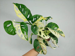 Monstera Adansonii Variegata