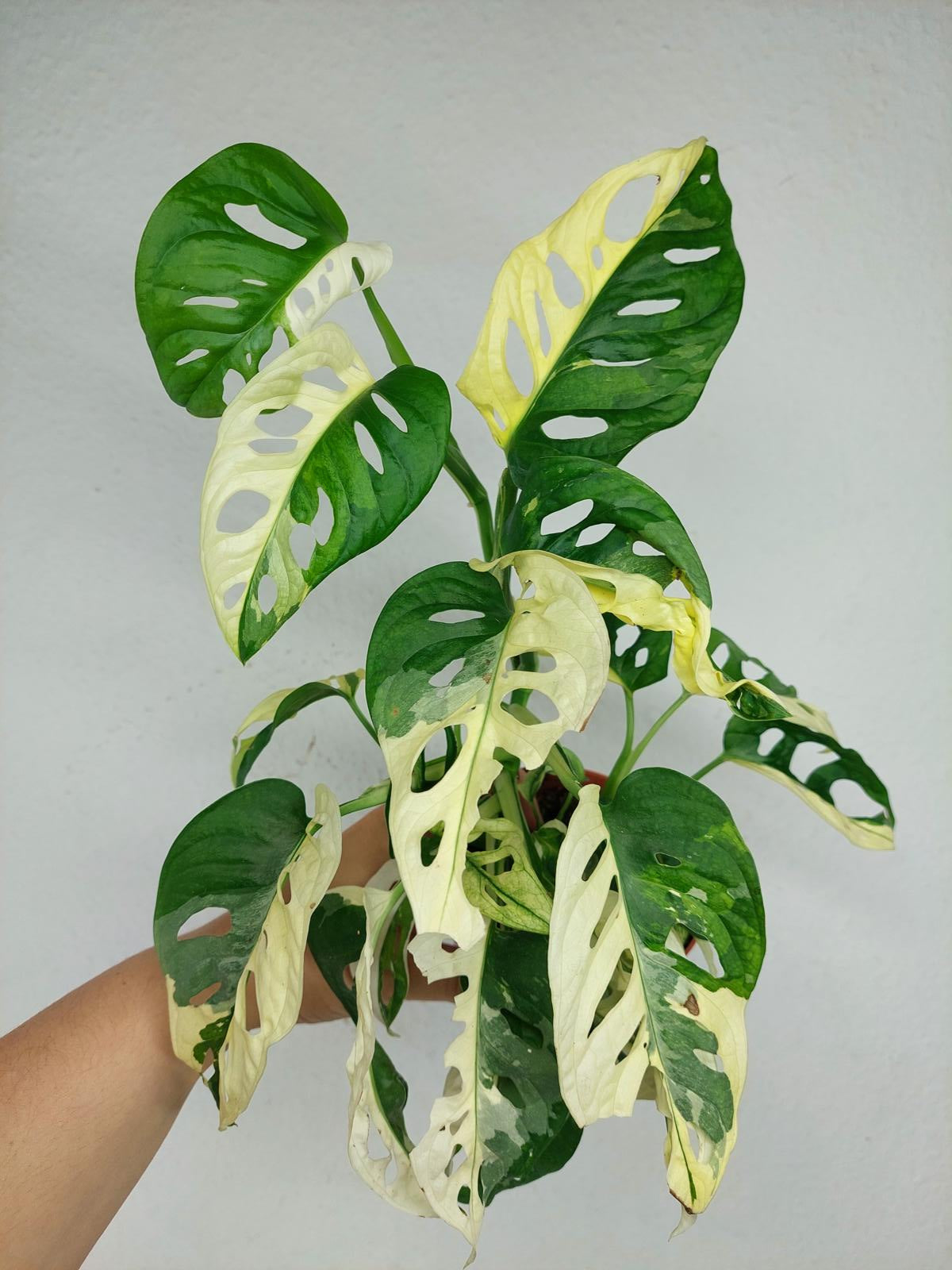 Monstera Adansonii Variegata
