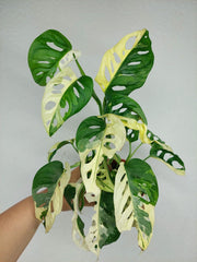 Monstera Adansonii Variegata