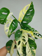 Monstera Adansonii Variegata