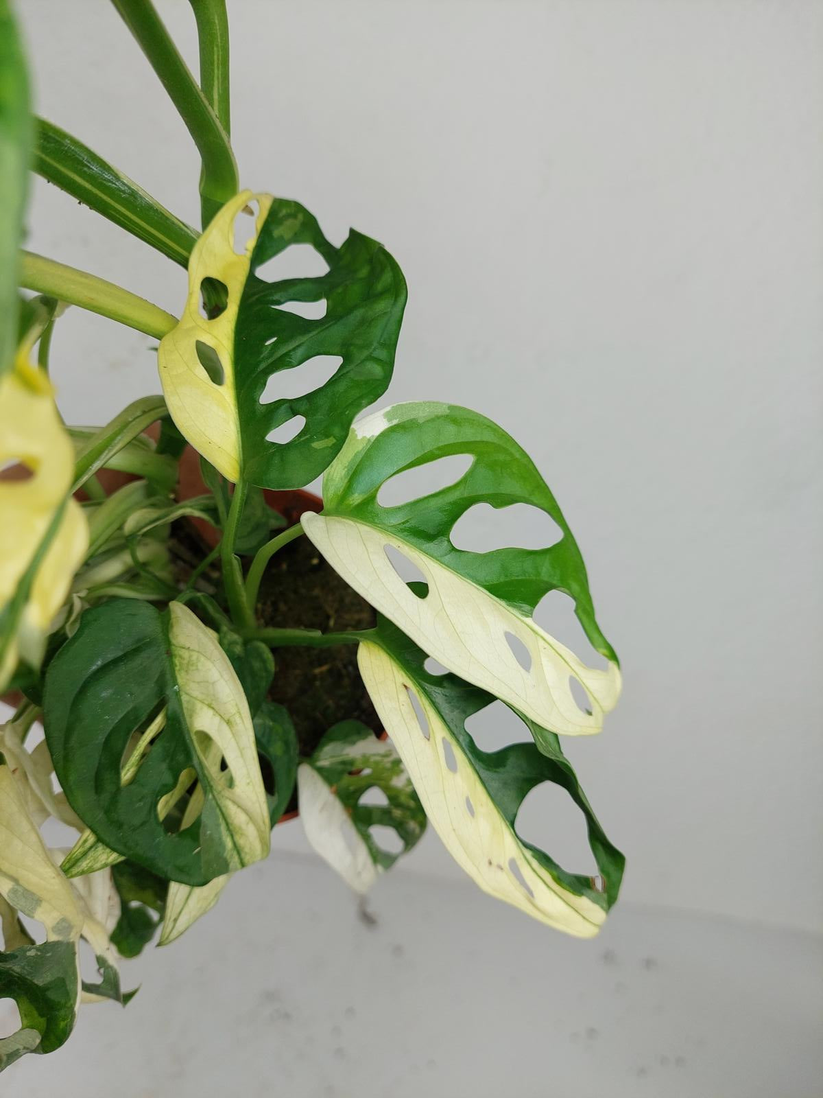 Monstera Adansonii Variegata