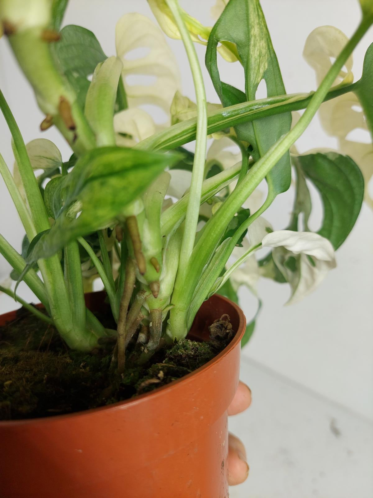 Monstera Adansonii Variegata
