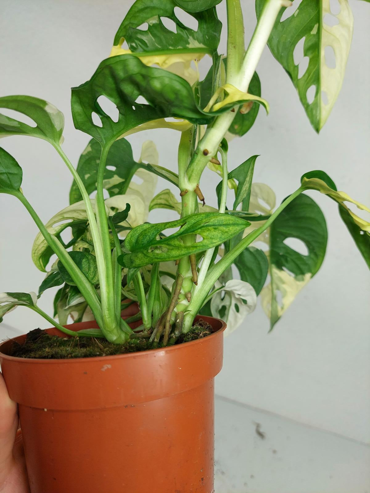 Monstera Adansonii Variegata