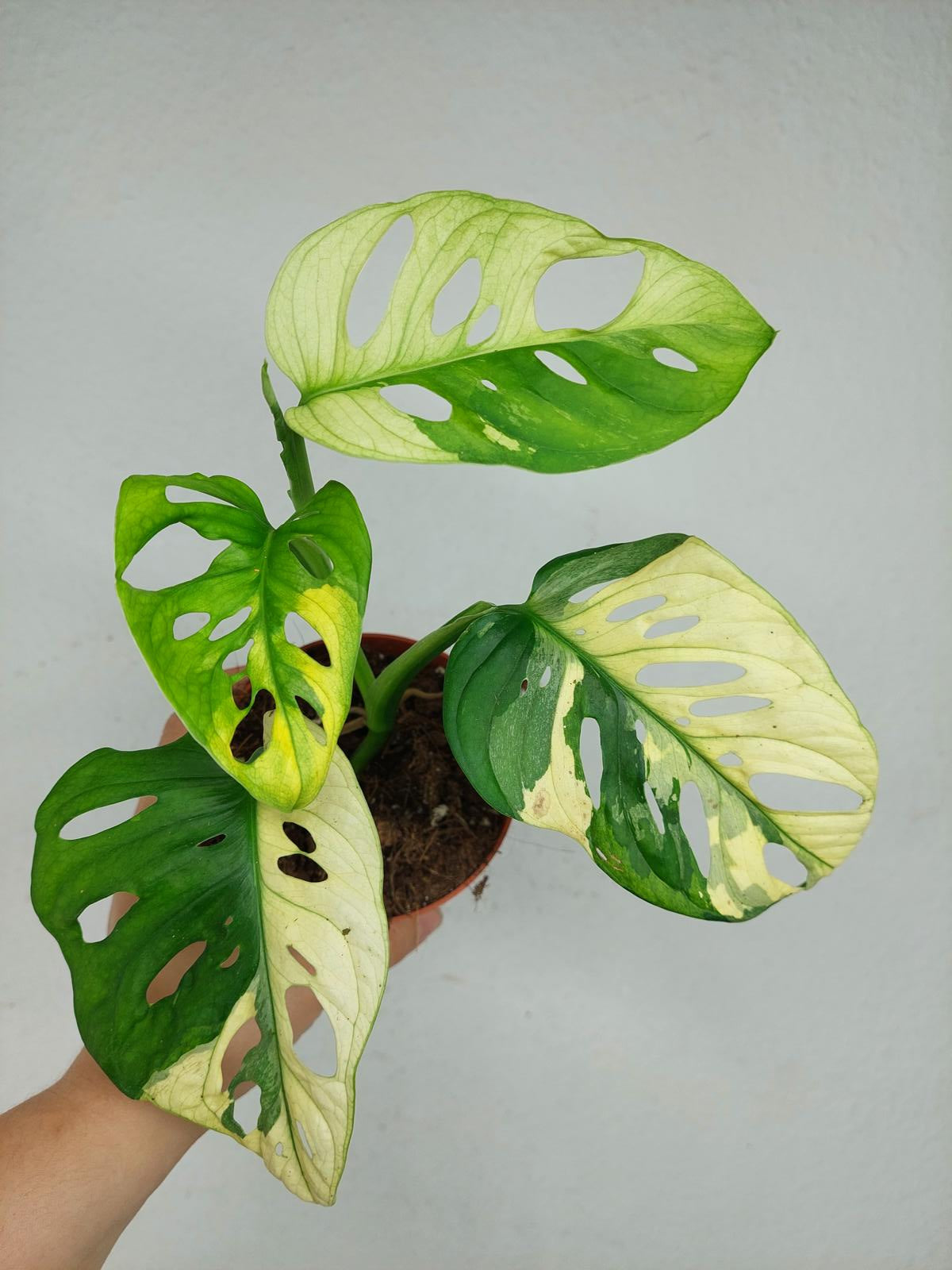 Monstera Adansonii Variegata